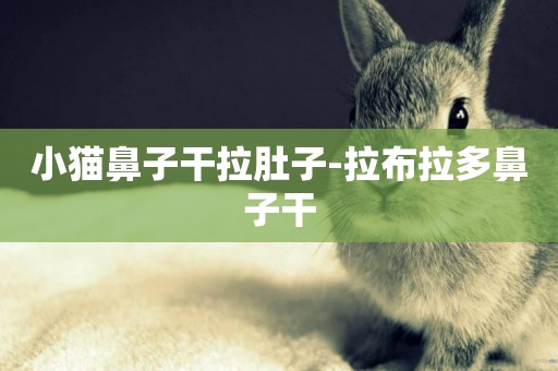 小貓鼻子干拉肚子-拉布拉多鼻子干