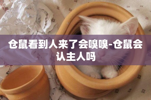 倉鼠看到人來了會嗅嗅-倉鼠會認主人嗎