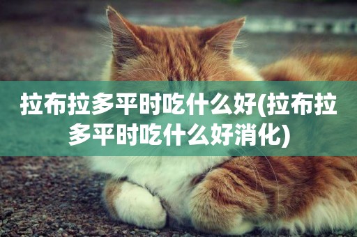 拉布拉多平時吃什么好(拉布拉多平時吃什么好消化)