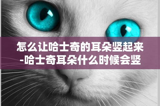 怎么讓哈士奇的耳朵豎起來-哈士奇耳朵什么時候會豎起來