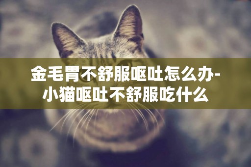 金毛胃不舒服嘔吐怎么辦-小貓嘔吐不舒服吃什么
