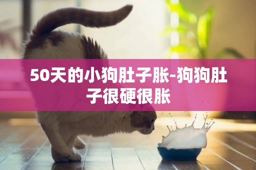 50天的小狗肚子脹-狗狗肚子很硬很脹