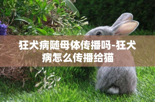 狂犬病隨母體傳播嗎-狂犬病怎么傳播給貓