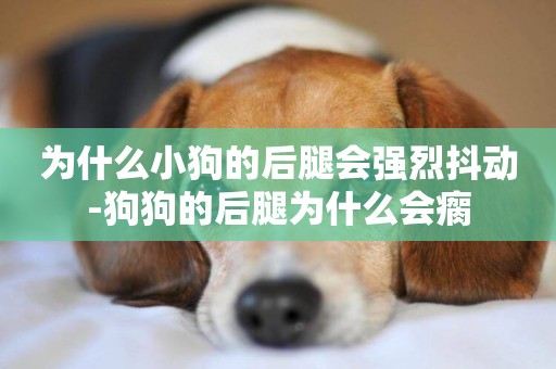 為什么小狗的后腿會強烈抖動-狗狗的后腿為什么會瘸