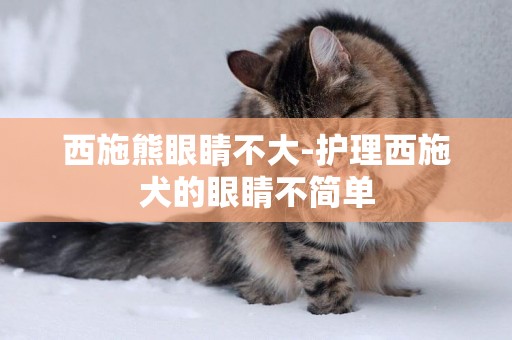 西施熊眼睛不大-護理西施犬的眼睛不簡單