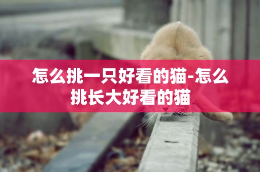 怎么挑一只好看的貓-怎么挑長大好看的貓