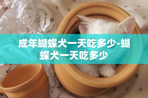 成年蝴蝶犬一天吃多少-蝴蝶犬一天吃多少