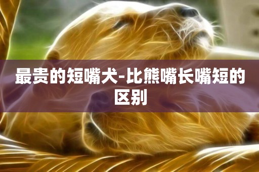 最貴的短嘴犬-比熊嘴長嘴短的區別