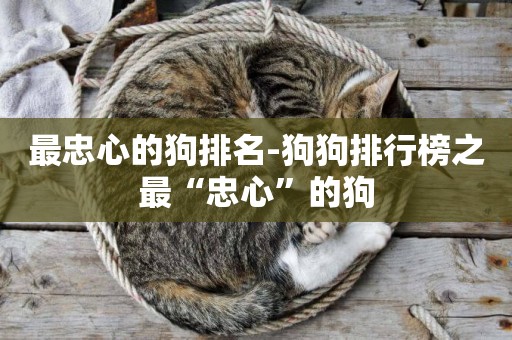 最忠心的狗排名-狗狗排行榜之最“忠心”的狗