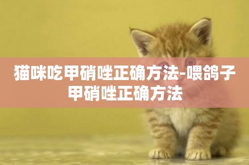 貓咪吃甲硝唑正確方法-喂鴿子甲硝唑正確方法