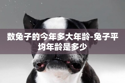 數兔子的今年多大年齡-兔子平均年齡是多少