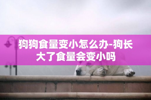 狗狗食量變小怎么辦-狗長大了食量會變小嗎