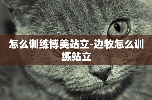 怎么訓練博美站立-邊牧怎么訓練站立
