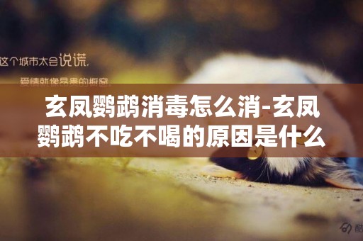玄鳳鸚鵡消毒怎么消-玄鳳鸚鵡不吃不喝的原因是什么