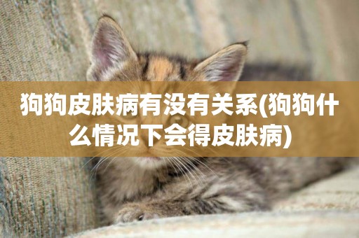 狗狗皮膚病有沒有關系(狗狗什么情況下會得皮膚病)
