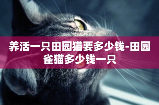 養活一只田園貓要多少錢-田園雀貓多少錢一只