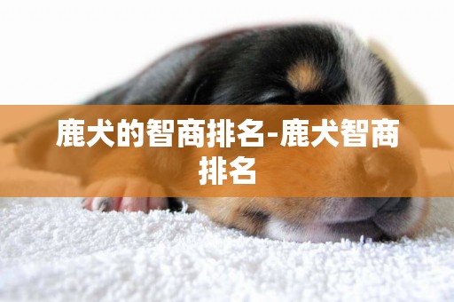 鹿犬的智商排名-鹿犬智商排名