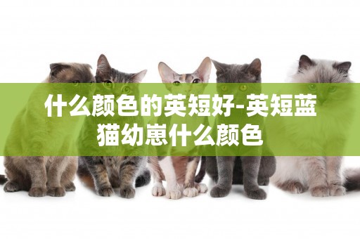 什么顏色的英短好-英短藍貓幼崽什么顏色