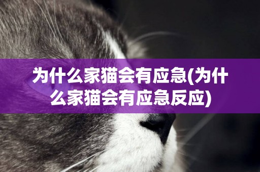 為什么家貓會有應急(為什么家貓會有應急反應)