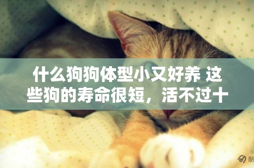 什么狗狗體型小又好養 這些狗的壽命很短，活不過十年 