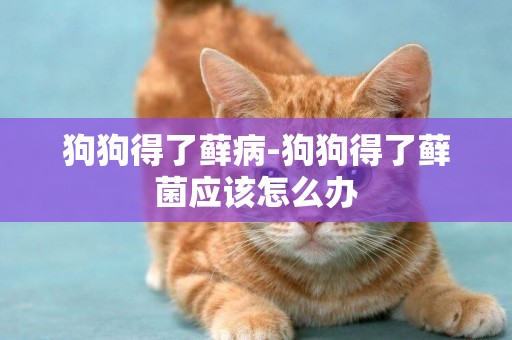 狗狗得了蘚病-狗狗得了蘚菌應該怎么辦