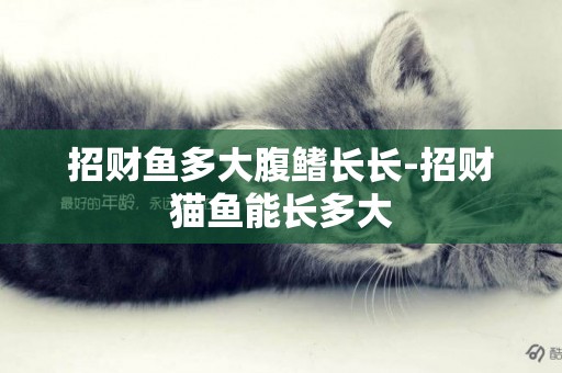 招財魚多大腹鰭長長-招財貓魚能長多大