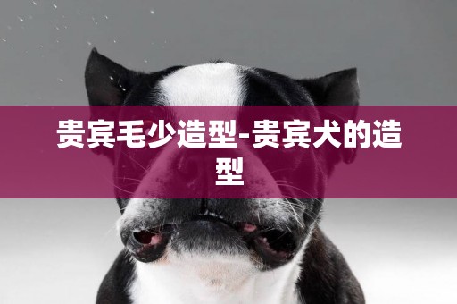 貴賓毛少造型-貴賓犬的造型