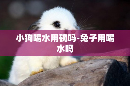 小狗喝水用碗嗎-兔子用喝水嗎