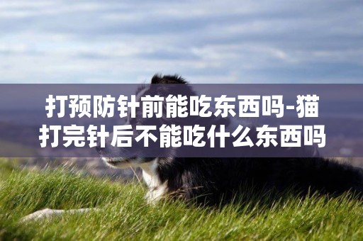 打預防針前能吃東西嗎-貓打完針后不能吃什么東西嗎