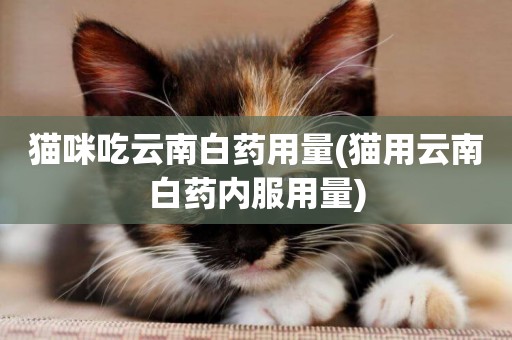 貓咪吃云南白藥用量(貓用云南白藥內服用量)