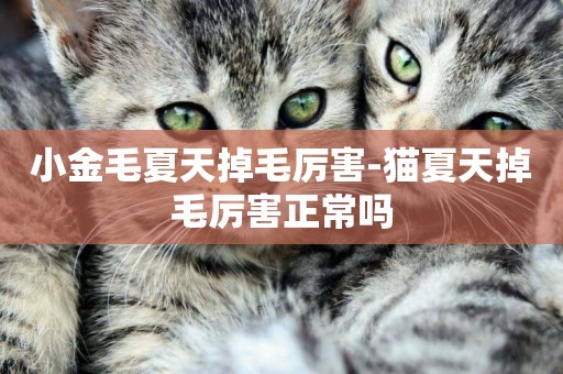 小金毛夏天掉毛厲害-貓夏天掉毛厲害正常嗎