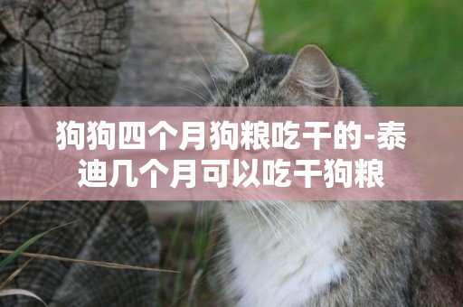 狗狗四個月狗糧吃干的-泰迪幾個月可以吃干狗糧