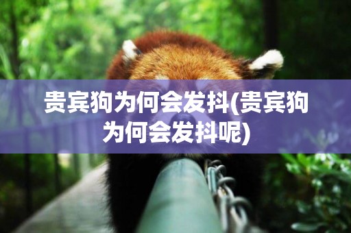 貴賓狗為何會發抖(貴賓狗為何會發抖呢)