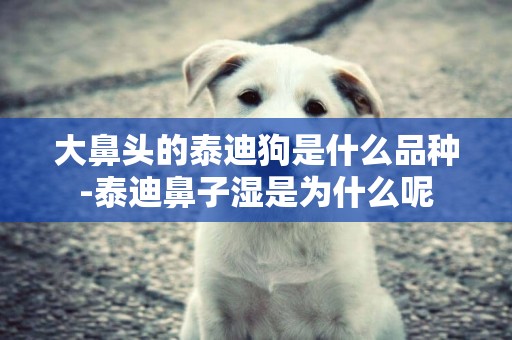大鼻頭的泰迪狗是什么品種-泰迪鼻子濕是為什么呢