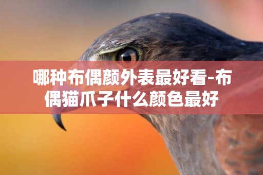 哪種布偶顏外表最好看-布偶貓爪子什么顏色最好
