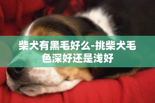 柴犬有黑毛好么-挑柴犬毛色深好還是淺好