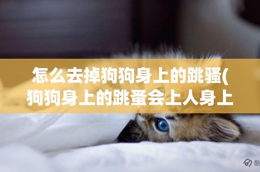 怎么去掉狗狗身上的跳騷(狗狗身上的跳蚤會上人身上嗎)