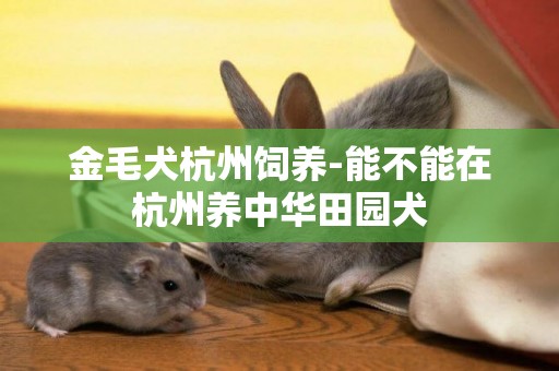 金毛犬杭州飼養-能不能在杭州養中華田園犬