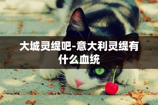 大城靈緹吧-意大利靈緹有什么血統