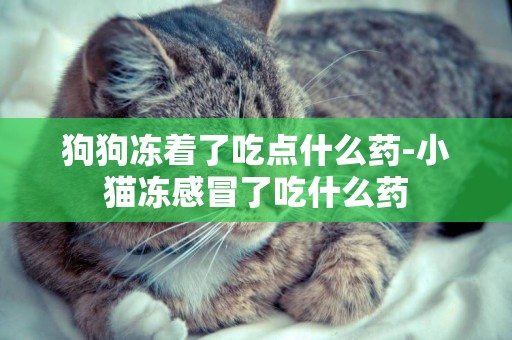 狗狗凍著了吃點什么藥-小貓凍感冒了吃什么藥