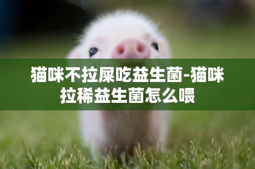 貓咪不拉屎吃益生菌-貓咪拉稀益生菌怎么喂