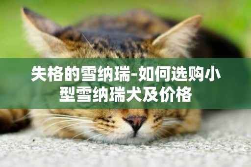 失格的雪納瑞-如何選購小型雪納瑞犬及價格