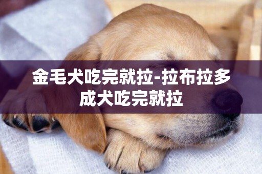 金毛犬吃完就拉-拉布拉多成犬吃完就拉