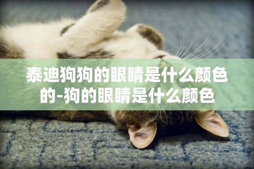 泰迪狗狗的眼睛是什么顏色的-狗的眼睛是什么顏色