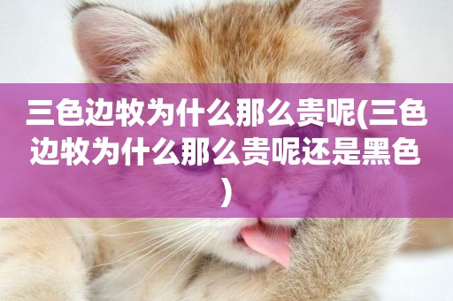 三色邊牧為什么那么貴呢(三色邊牧為什么那么貴呢還是黑色)