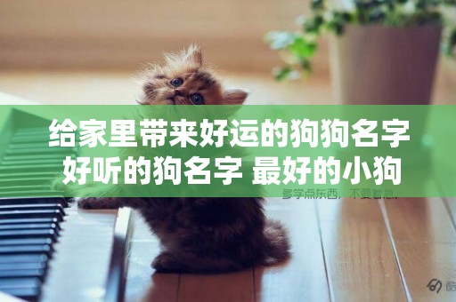 給家里帶來好運的狗狗名字 好聽的狗名字 最好的小狗名字 