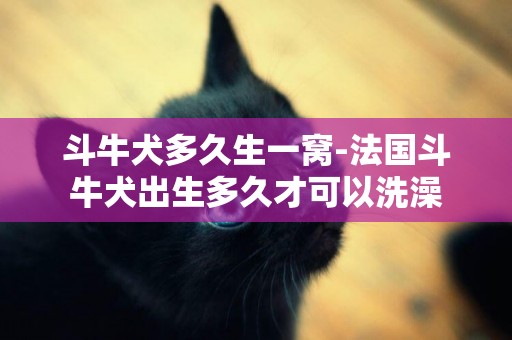 斗牛犬多久生一窩-法國斗牛犬出生多久才可以洗澡