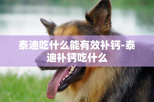 泰迪吃什么能有效補鈣-泰迪補鈣吃什么