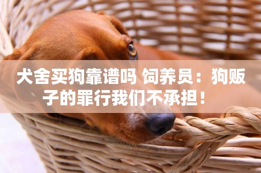 犬舍買狗靠譜嗎 飼養員：狗販子的罪行我們不承擔！ 