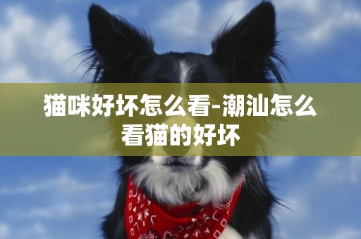 貓咪好壞怎么看-潮汕怎么看貓的好壞
